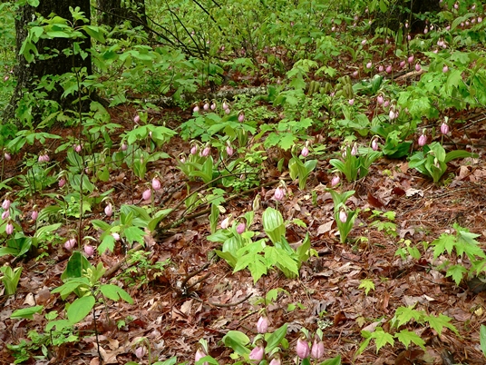 {Cypripedium acaule}